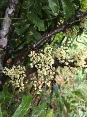 Lepidocupania glomeriflora