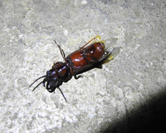 Oxycheila tristis