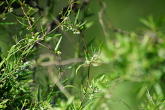 Metastelma arizonicum