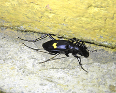 Oxycheila tristis