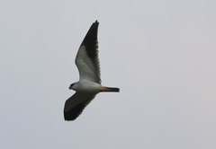 Elanus caeruleus vociferus