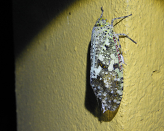 Phenax variegata