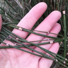 Equisetum × moorei