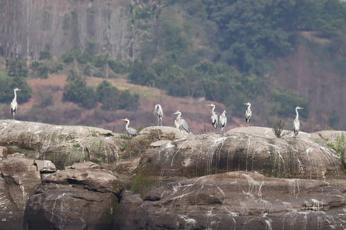 Grey Heron