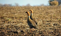 Chloephaga rubidiceps