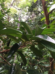 Lethedon salicifolia