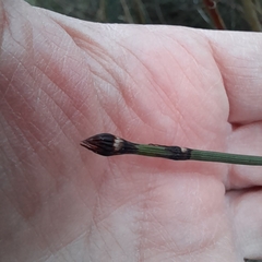 Equisetum × moorei