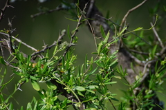 Metastelma arizonicum