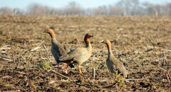 Chloephaga rubidiceps