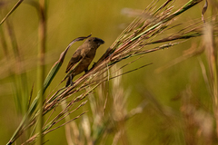 Spermestes cucullata