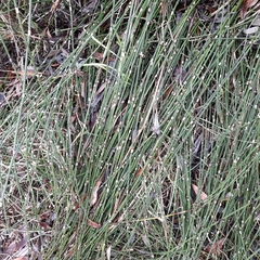 Equisetum × moorei