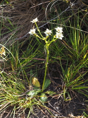 Alepidea longeciliata