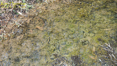 Hynobius quelpaertensis