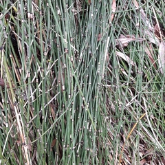 Equisetum × moorei