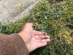 Sisymbrium orientale