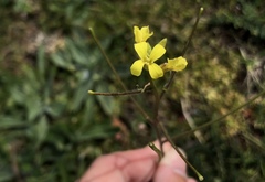 Sisymbrium orientale