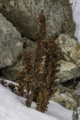 Orobanche coerulescens