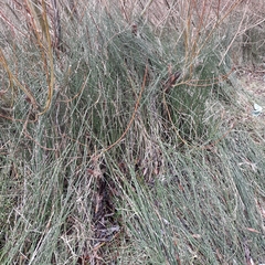 Equisetum × moorei
