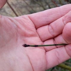 Equisetum × moorei