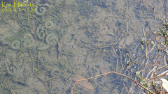 Hynobius quelpaertensis