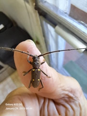 Eburia mutica