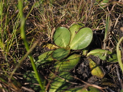 Alepidea longeciliata