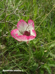 Ranunculus asiaticus