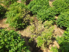 Rose rosette emaravirus