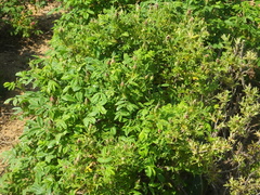 Rose rosette emaravirus