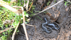 Hynobius quelpaertensis