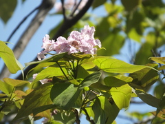Catalpa bungei