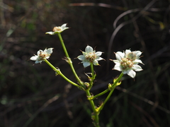 Alepidea longeciliata