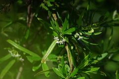 Metastelma arizonicum