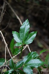 Melicoccus bijugatus