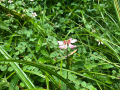 Astragalus nokoensis