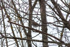 Turdus pilaris