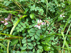 Astragalus nokoensis