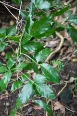 Melicoccus bijugatus