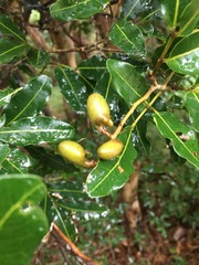 Neoarytera chartacea