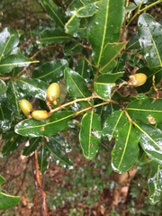 Neoarytera chartacea