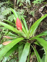 Guzmania berteroniana