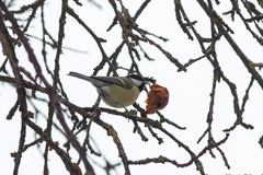 Parus major