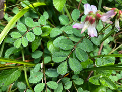 Astragalus nokoensis