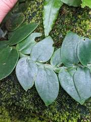 Rhaphidophora hongkongensis