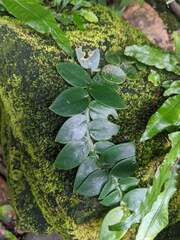 Rhaphidophora hongkongensis