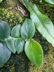 Rhaphidophora hongkongensis