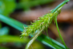 Carex