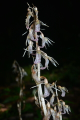 Epipogium kentingensis