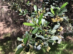 Dodonaea viscosa spatulata