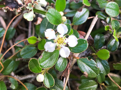 Cotoneaster morrisonensis